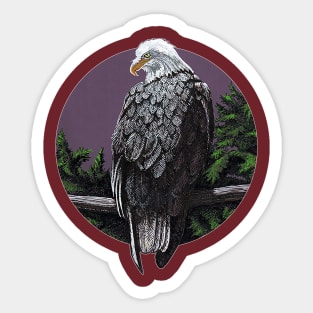 Bald eagle looking over shoulder Sticker